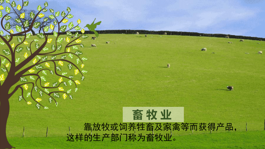 歐洲西部現代化的畜牧業與家禽家畜管理