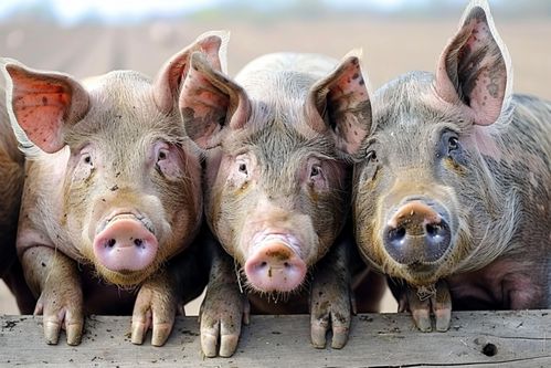 家養畜禽的視覺呈現 家豬養殖攝影全解析