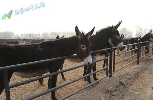 荊門市畜牧師資格證報名指南 家禽家畜專業(yè)報考流程與地址詳解