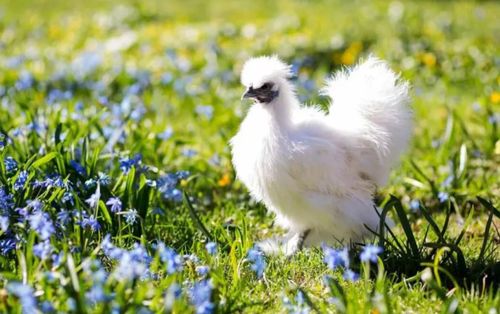 中國(guó)歷史與文化中的十大名雞盤點(diǎn)